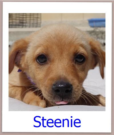 Steenie Tierschutz Zypern Hund prof