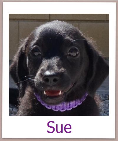 Sue Tierschutz Zypern Hund prof
