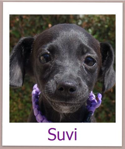 Suvi Tierschutz Zypern Hund prof