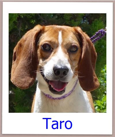 Taro Tierschutz Zypern Hund prof