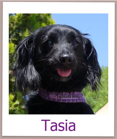 Tasia Tierschutz Zypern Hund prof
