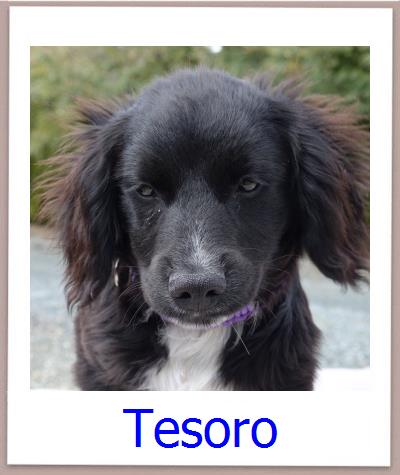 Tesoro Tierschutz Zypern Hund prof