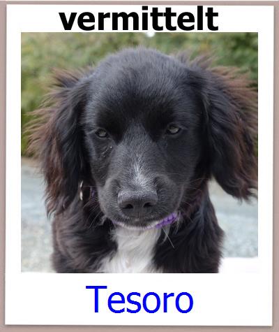 Tesoro Tierschutz Zypern Hund prof