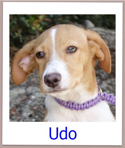 Udo Tierschutz Zypern Hund prof