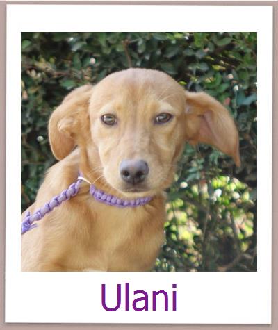 Ulani Tierschutz Zypern Hund prof