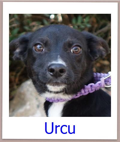 Urcu Tierschutz Zypern Hund prof