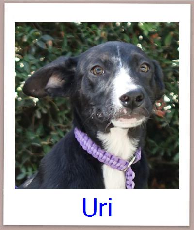 Uri Tierschutz Zypern Hund prof