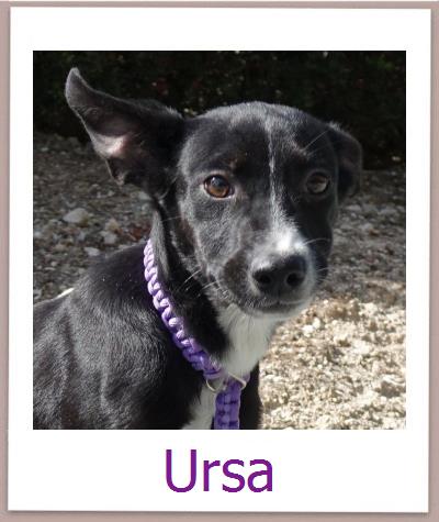 Ursa Tierschutz Zypern Hund prof