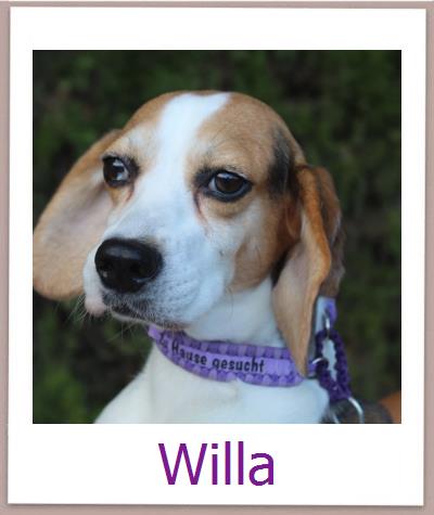 Willa Tierschutz Zypern Hund prof