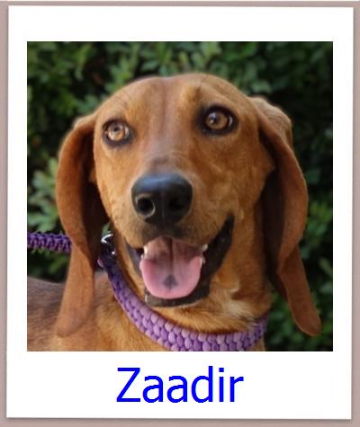 Zaadir Tierschutz Zypern Hund prof