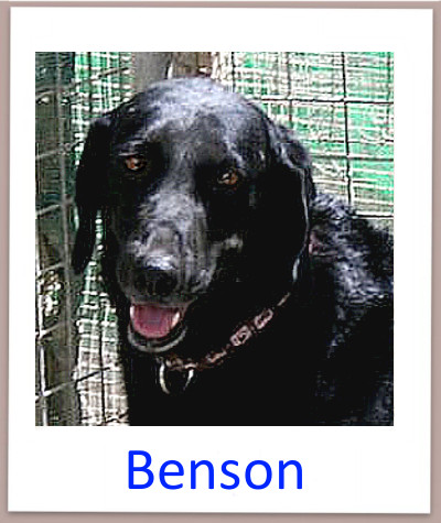 Benson prof n