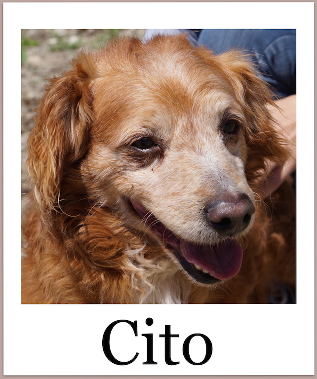 CitoPro