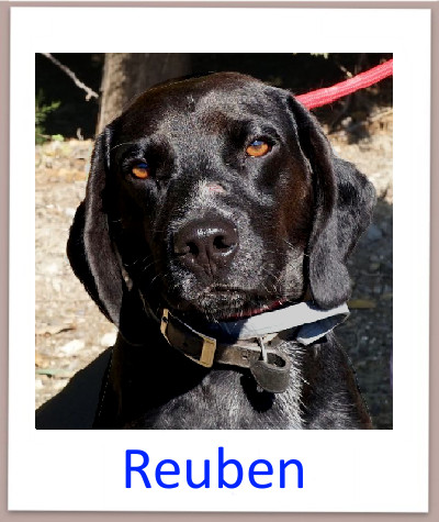 Reuben prof
