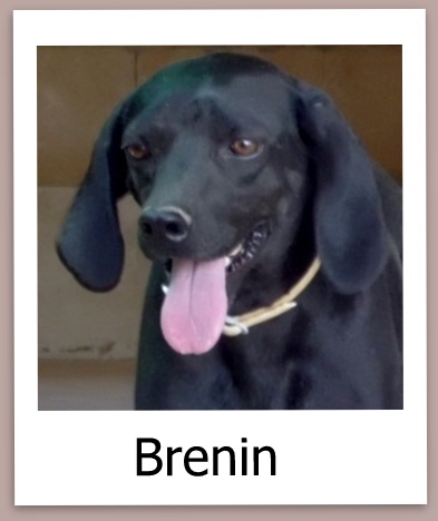 Brenin