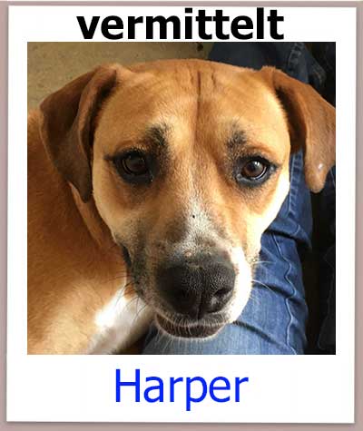 Harper Tierschutz Zypern Hund vermittelt 1