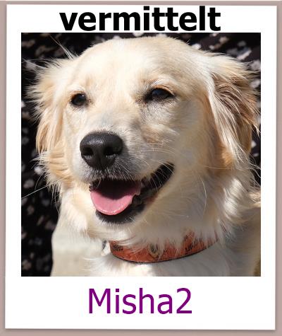Mischa Tierschutz Zypern Hund vermittelt