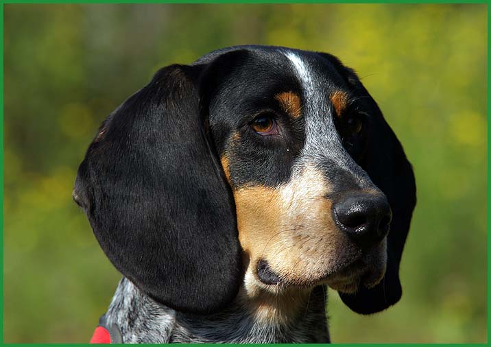 Elmo4 Hundegruppe Blick nach vorne