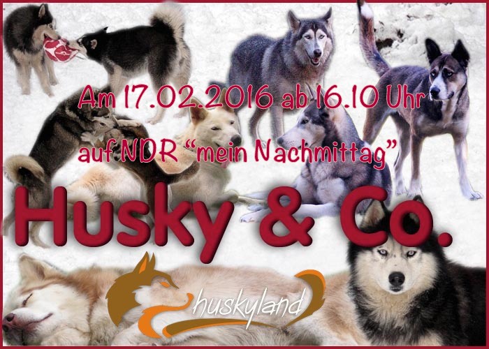 Husky Collage2