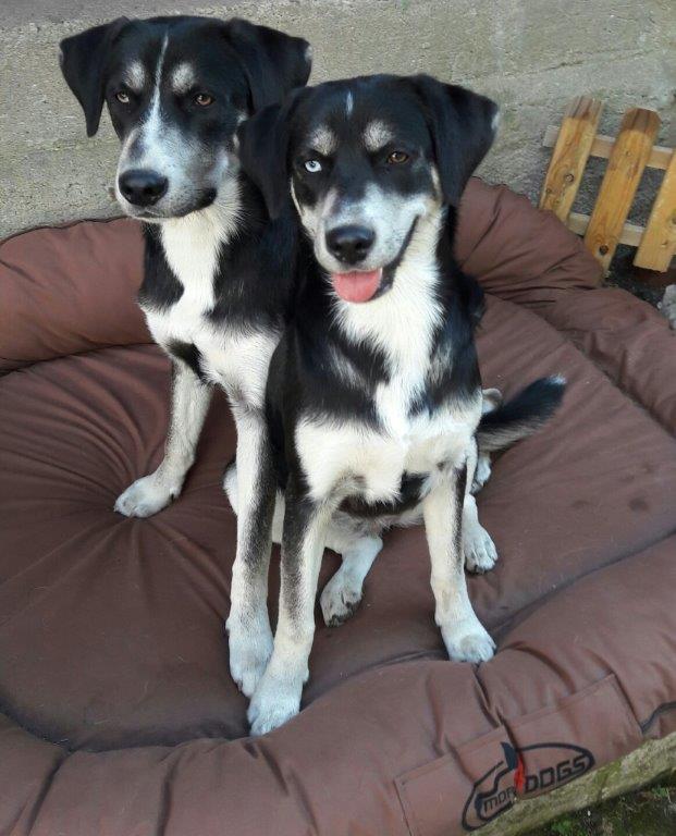 Lex und Leela