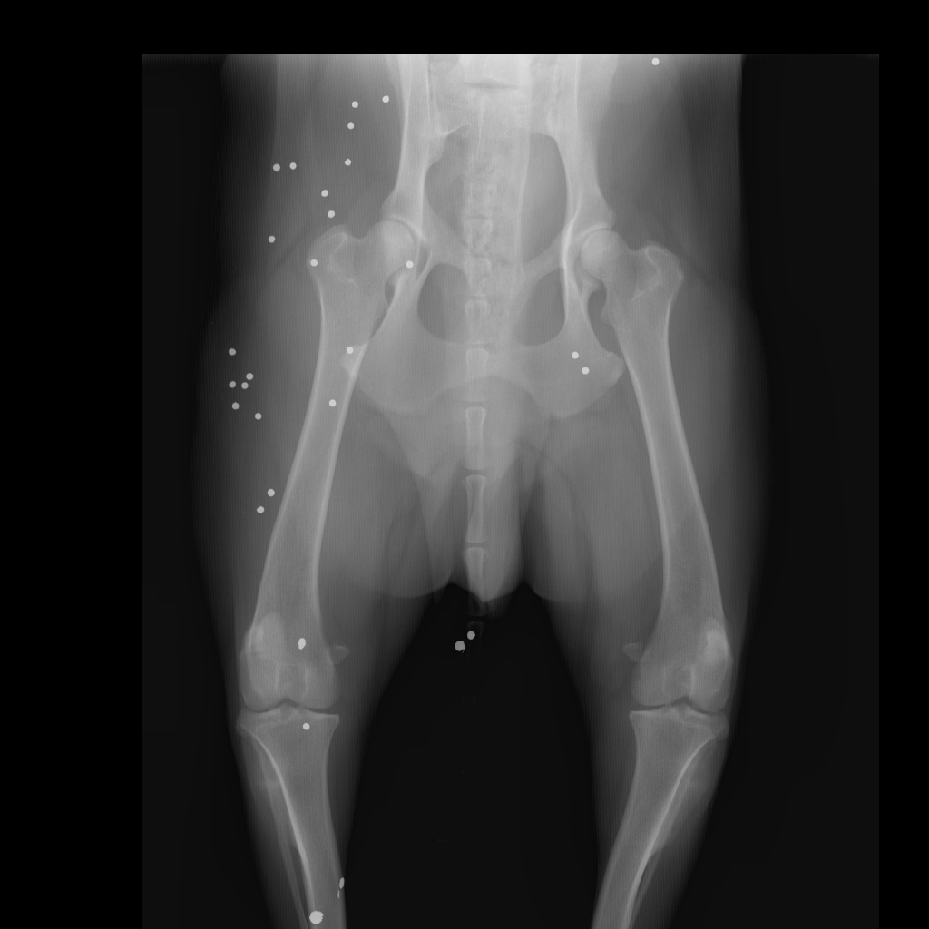 Large Skeletal 25-45 kg -Pelvis VD-22-11-2014-9 50 22 AM-78