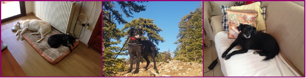 debbie 3header