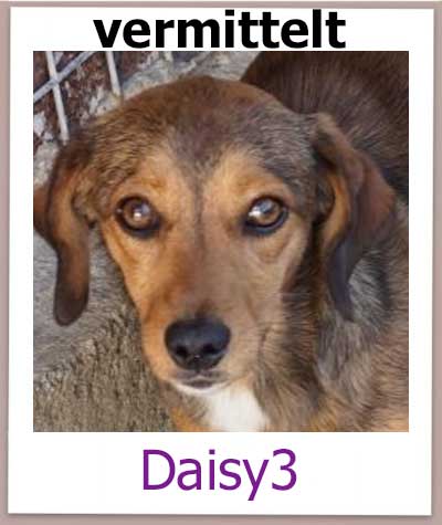 Angshund Daisy wurde nach England vermittelt.