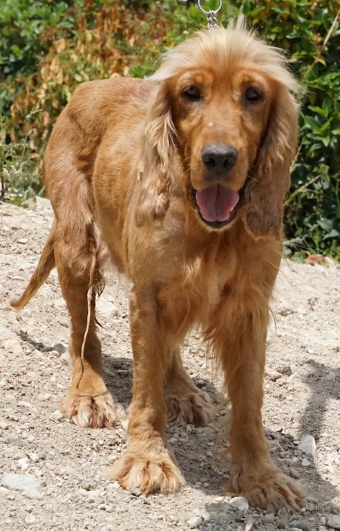Spaniel Hündin aus Zypern sucht eine liebevolle Familie.