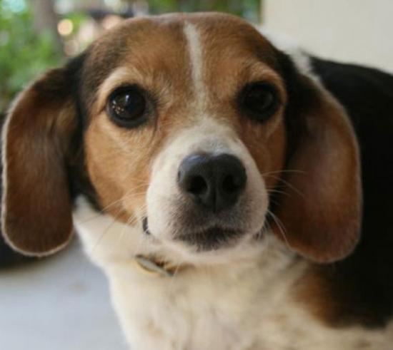 BeaglizaProfil